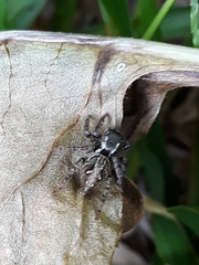 Aphirape misionensis