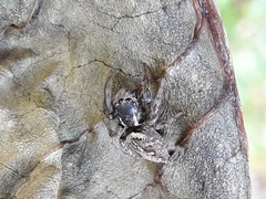 Aphirape misionensis