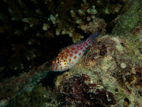 Cirrhitichthys oxycephalus