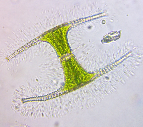 Staurastrum anchora — photo 1