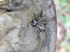 Aphirape misionensis