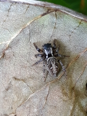 Aphirape misionensis