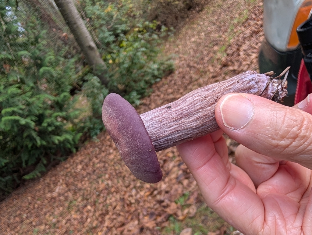 Laccaria amethysteo-occidentalis · November 2025 · photo: © holagatita (iNaturalist, cc0)