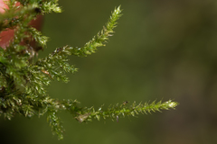 Herzogiella seligeri