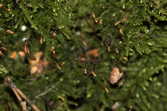 Herzogiella seligeri