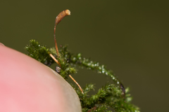 Herzogiella seligeri