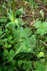Anemonastrum obtusilobum