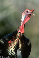 Meleagris gallopavo intermedia