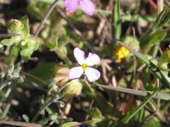 Malcolmia littorea