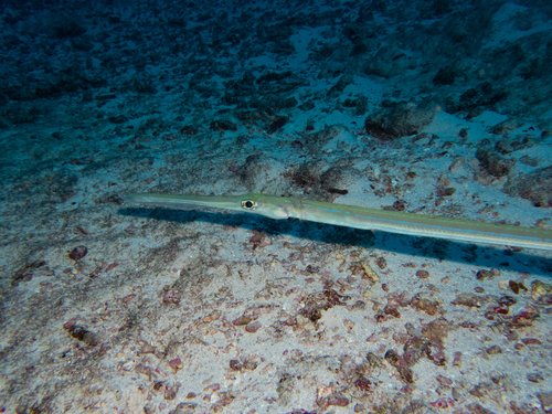 Fistularia commersonii