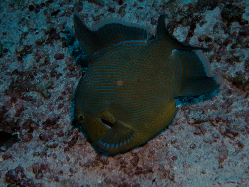 Pseudobalistes fuscus