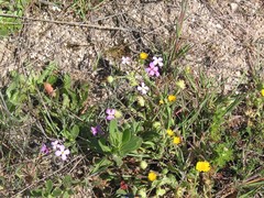 Malcolmia littorea