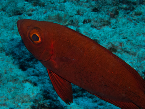 Priacanthus hamrur