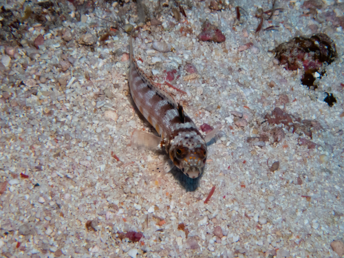 Parapercis signata