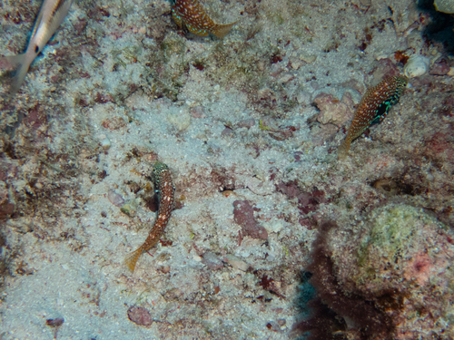 Macropharyngodon bipartitus