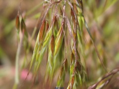 Bromus tectorum