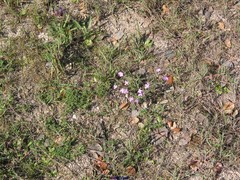 Malcolmia littorea