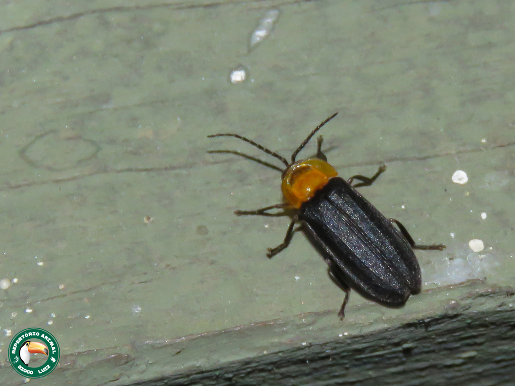 Dilychnia propinqua