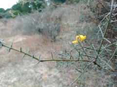 Firestick Plant (Stauracanthus)