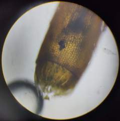 Herzogiella seligeri