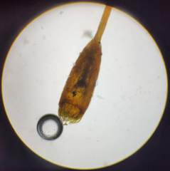 Herzogiella seligeri