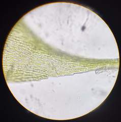 Herzogiella seligeri