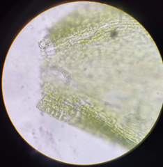 Herzogiella seligeri