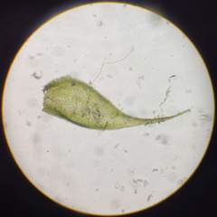 Herzogiella seligeri