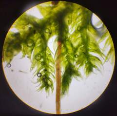 Herzogiella seligeri