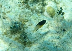 Stegastes partitus