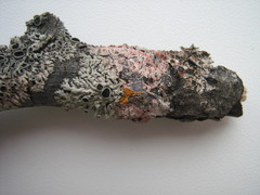 Marchandiomyces corallinus