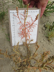 Oligomeris linifolia