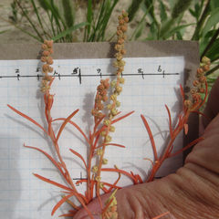 Oligomeris linifolia