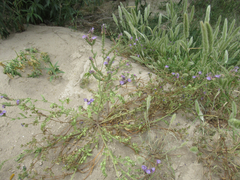 Phacelia popei