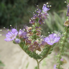 Phacelia popei