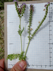 Phacelia popei