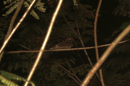Madagascar Nightjar (Caprimulgus madagascariensis), photo 9