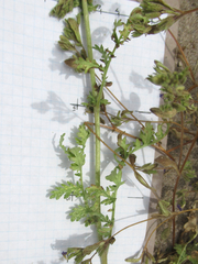 Phacelia popei