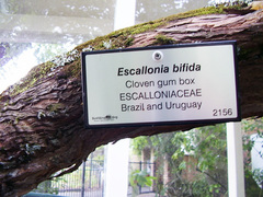 Escallonia bifida