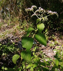Cyrtocymura scorpioides