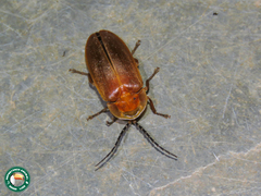 Photinus succensus