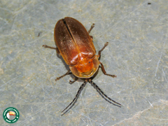 Photinus succensus