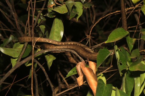 Madagascar Leaf-nosed Snake