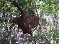 Nasutitermes ephratae