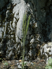 Arabis eschscholtziana