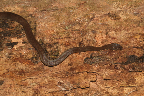 Common Madagascar Cat Snake