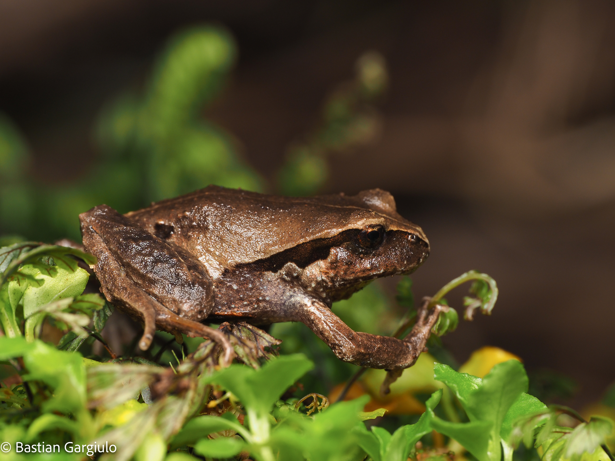 Eupsophus calcaratus (Günther, 1881)