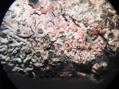 Marchandiomyces corallinus