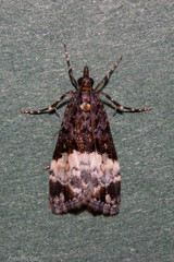 Scoparia minusculalis