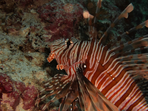 Pterois miles